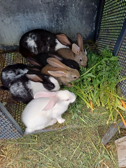 Pui de iepure 2 luni