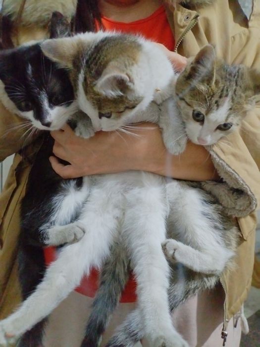 Отдам котят в хорошие заботливые руки .