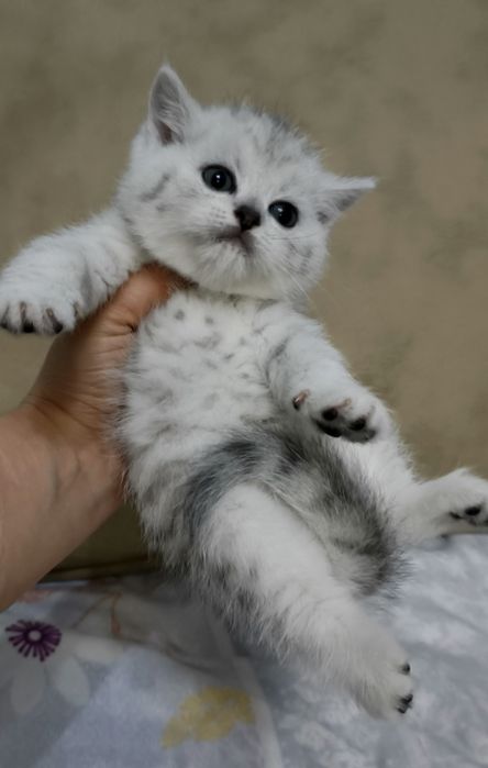 Продаётся чистокровный шотландский котёнок скотиш-страйт