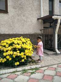 Кустарник хризантем жёлтые и сиреневые