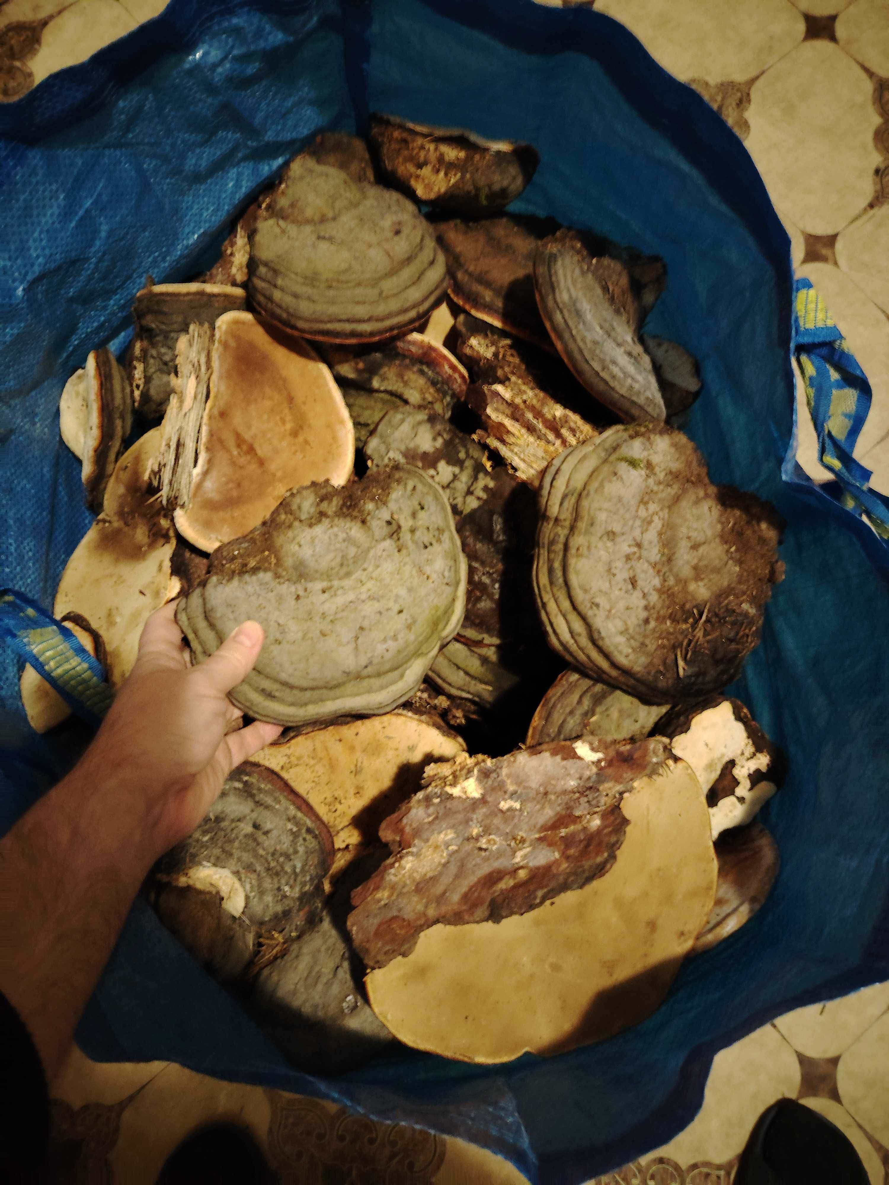 Ciuperci medicinale, FOMITOPSIS PINICOLA, bucati