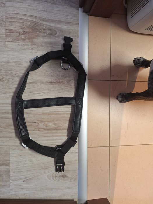 HAM caine talie mare, Labrador