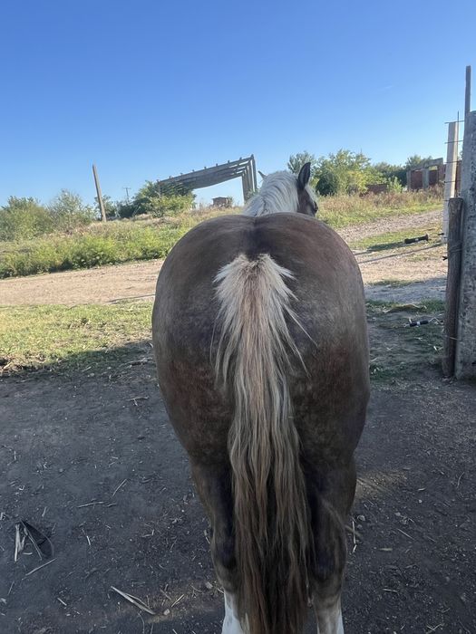 Vand 2 manze de 3 ani o iapa de 9 ani si manza se 6 luni