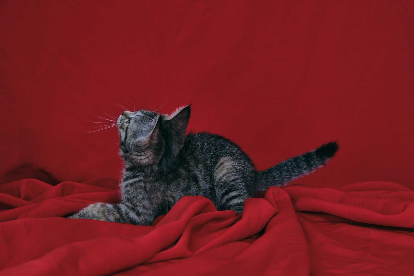 Котенок девочка 2,5 месяца