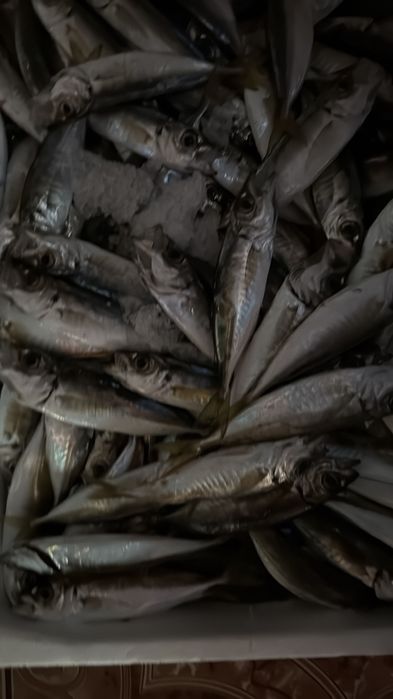 Stavrid Congelat si Ambalat