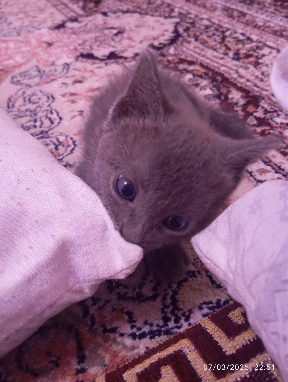 Mushukchalar 1yarim oylik. Latok bilishadi.jinsi ayol.