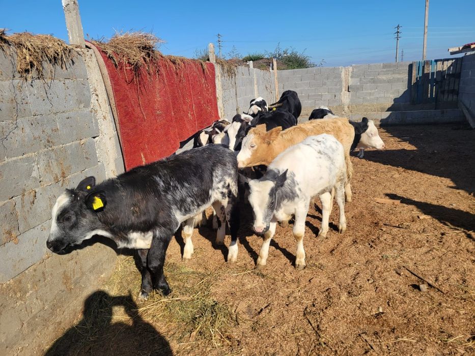 Vând vitei de carne ,jud olt corabia prețul 30milione bucata,
