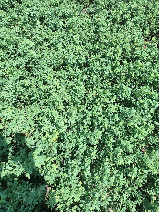 Vând baloți de lucernă, coasa 3,calitate superioară. Brașov Stupini.