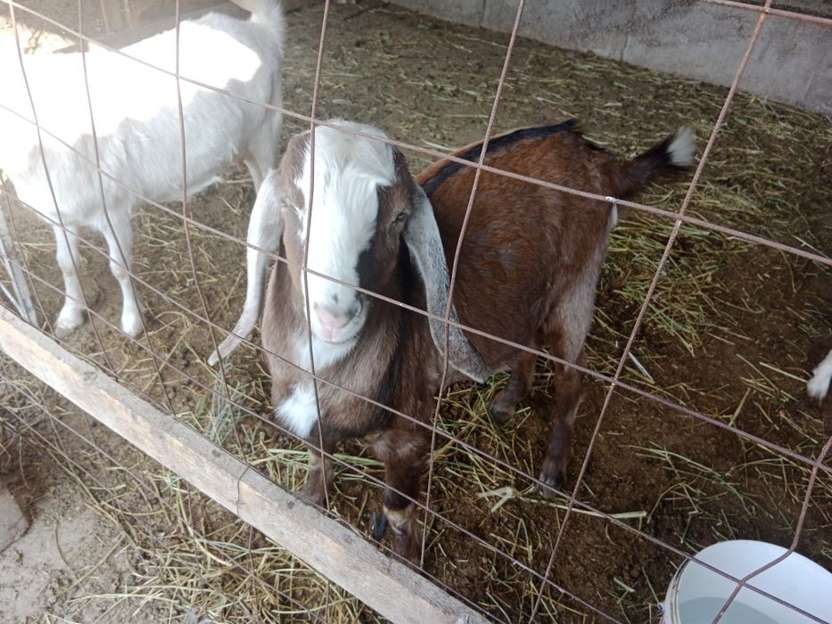 Нубийский. козел