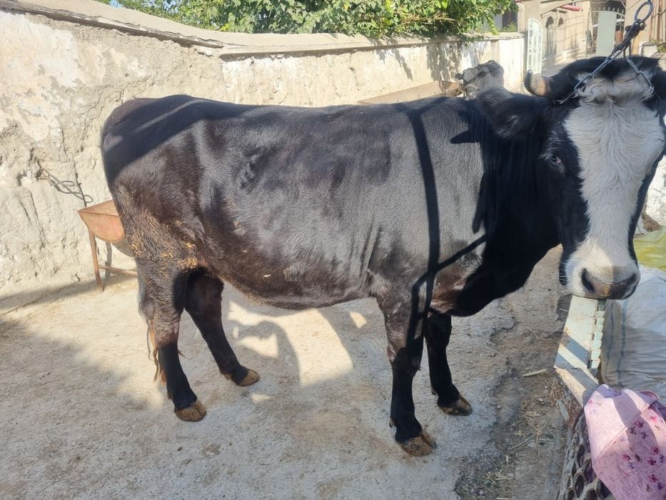 Gibrid bugʻoz gʻunojin sotiladi!!!