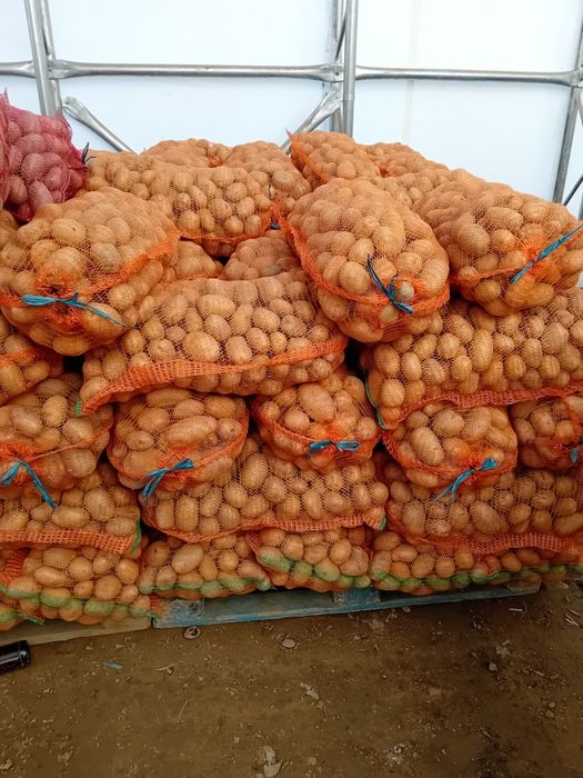 Vând cartofi marabel cu miezul galben