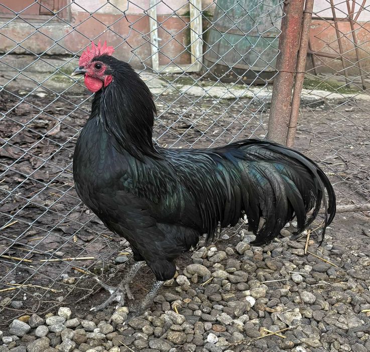 Vand cocos Australorp