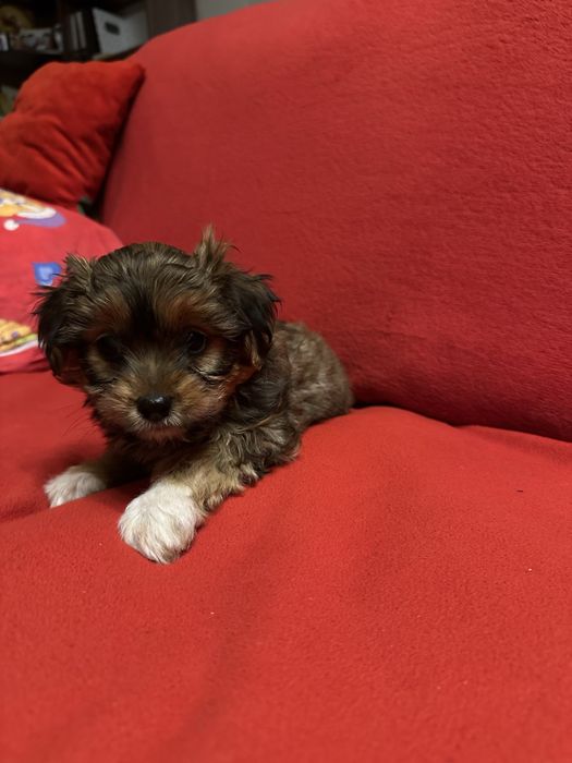 Vind Yorkshire maltez maro