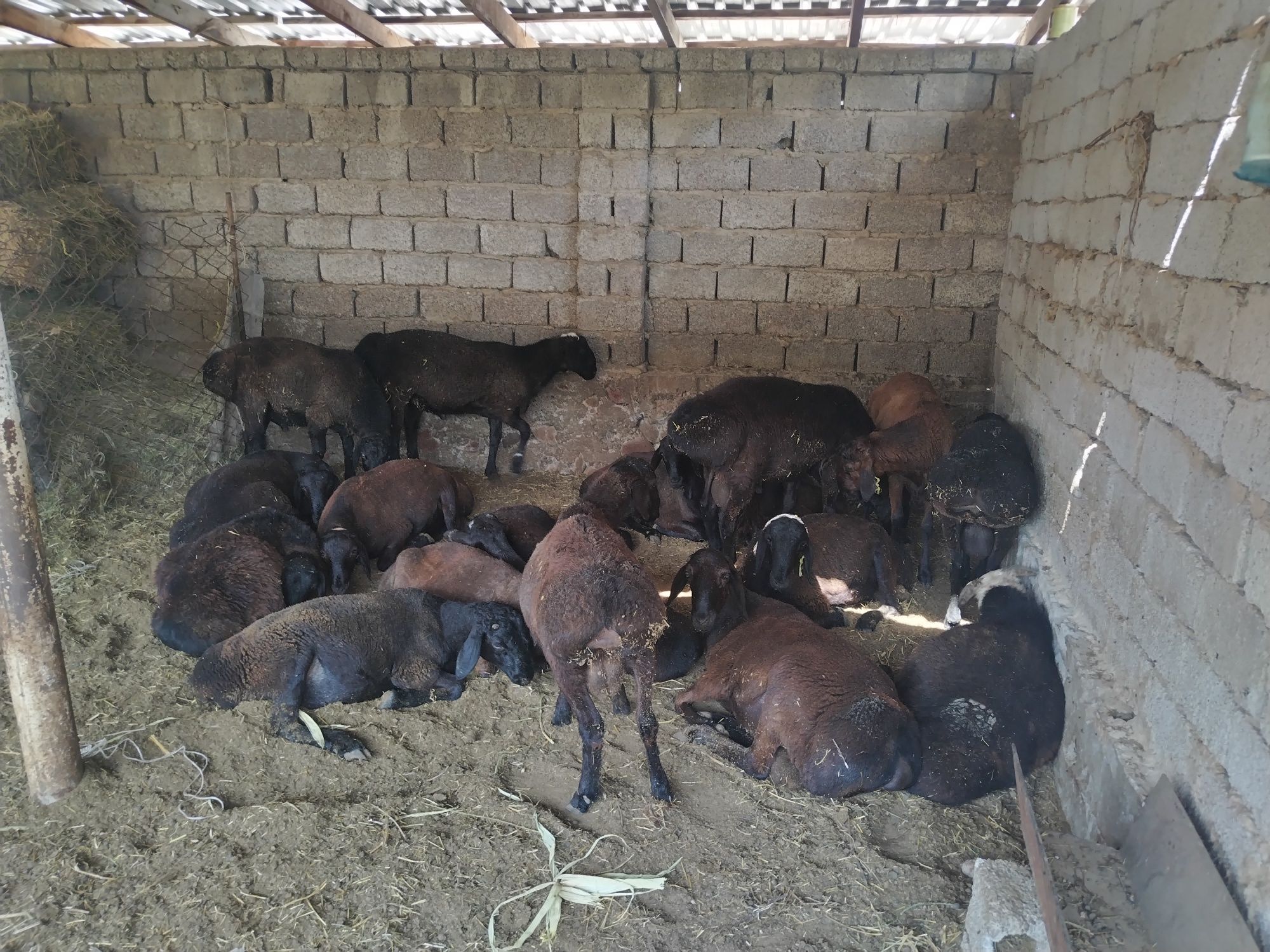 Qochqorlar bor, narxi opsanyada