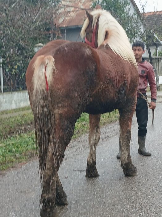 Vand mnz de un an si sane luni