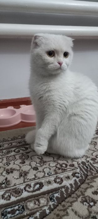 Продам Кошку  7 месяцев