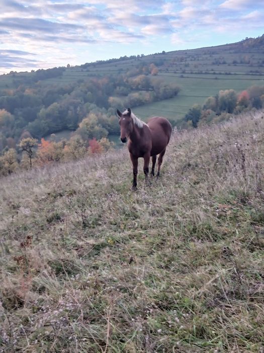 De vânzare pereche de mânji de un an jumate frați de tată