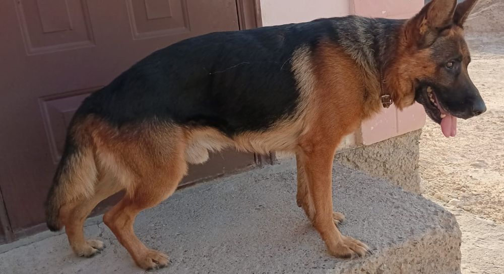 Продаётся кобель немецкой овчарки!