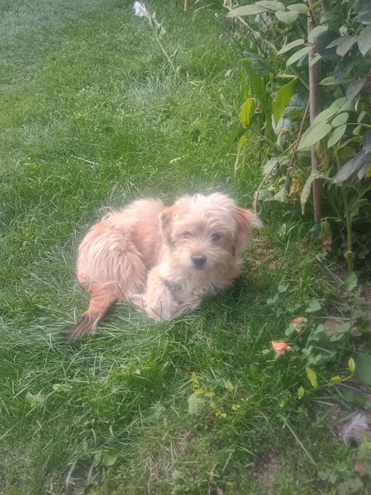 Cățelușa talie mică