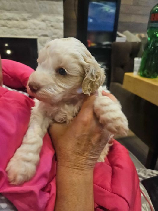 Продавам кучета Логото романьоло