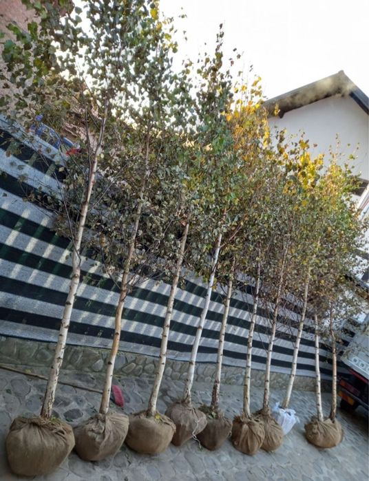 Mesteacan coajă alba - livrare la tine acasă