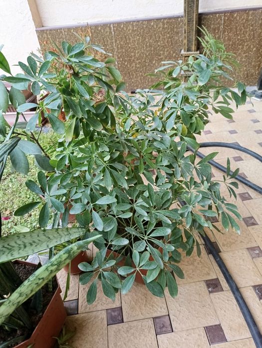 Tuvakda katta gullar donasi 60 mingdan