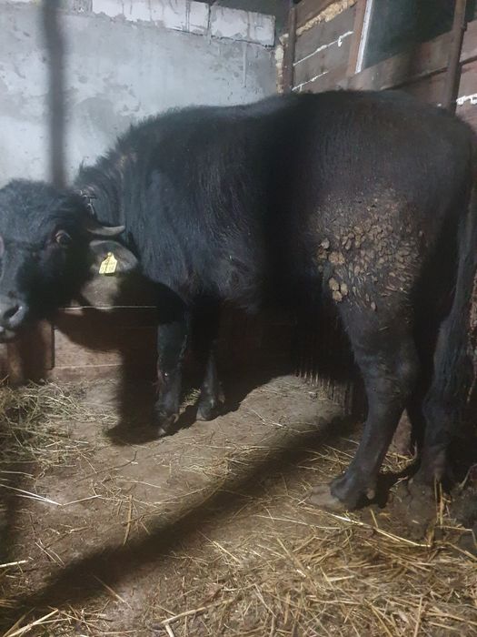 Vand juninca de bivol