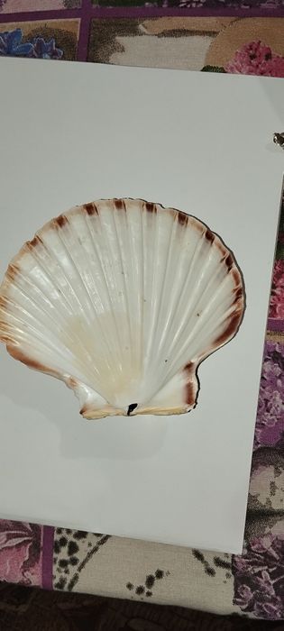 Scoica marina 15 cm