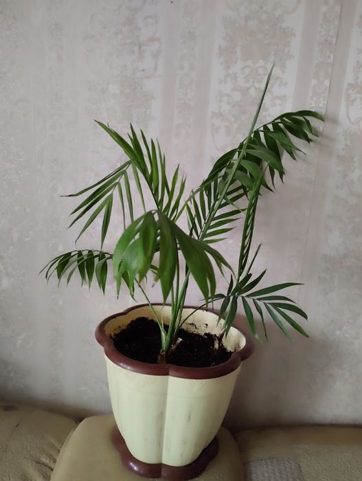 Пальма для дома и офиса.