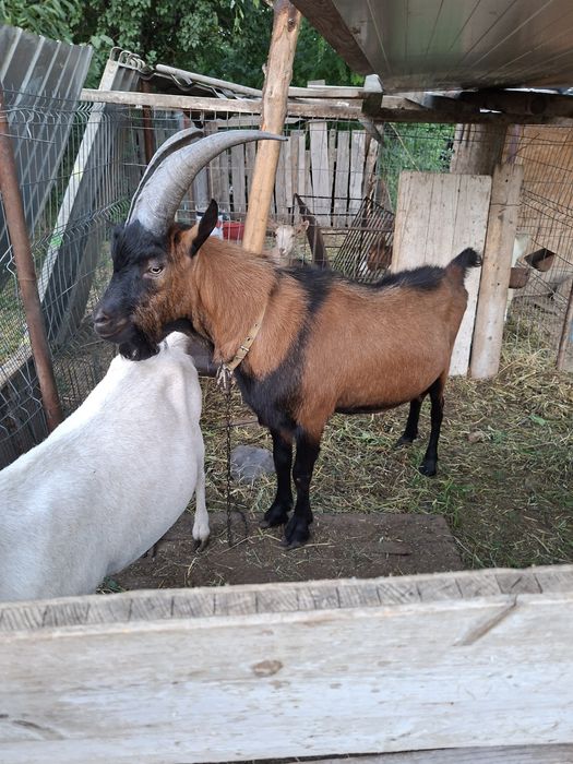 Vând sau schimb tap alpin francez