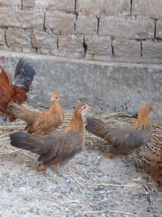 Продаются молодые курочки