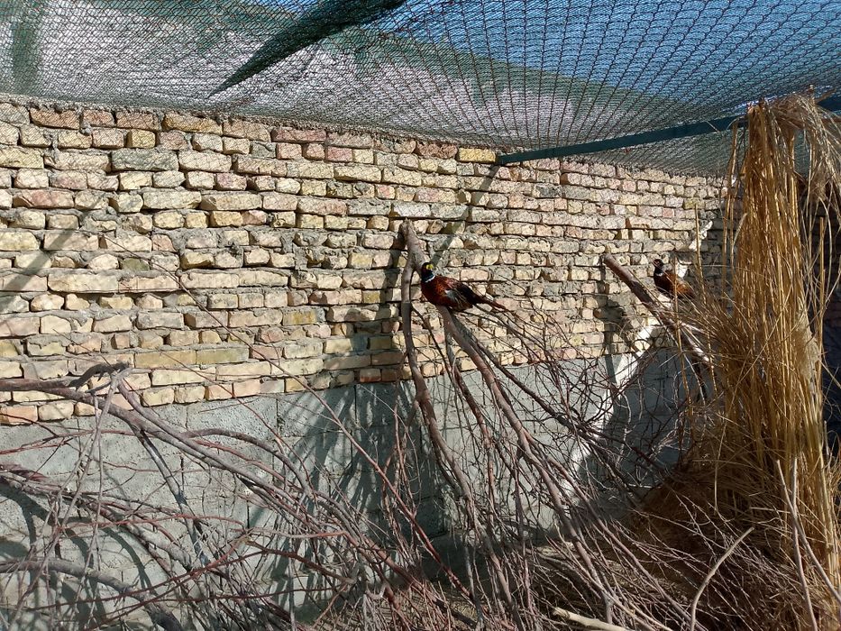 Fazan  xoʻrozlar sotiladi