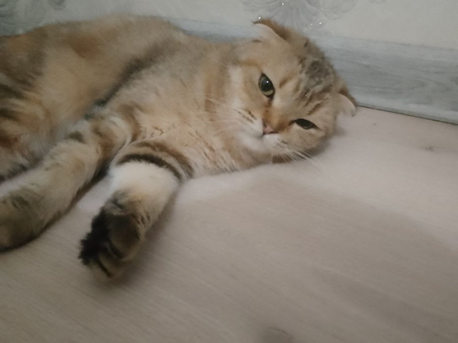 Britansky Shinshila Qiz Mushuk