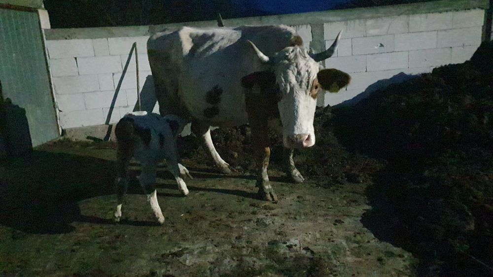 Vând vaca cu vitel