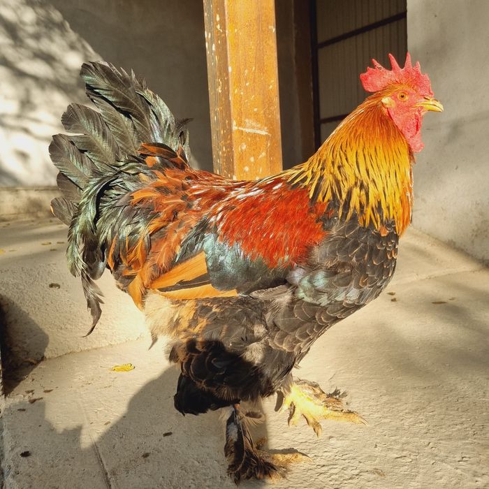 Brama tovuq va xo'rozlar