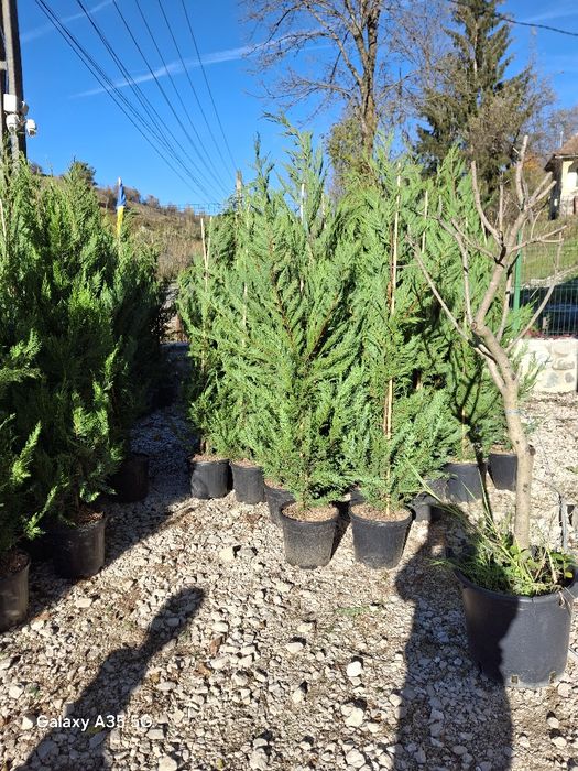 Vând tuia leylandii și plante ornamentale la oferta