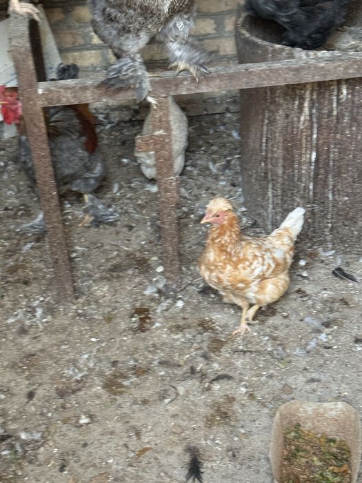 Товуклар хаммаси сотилади