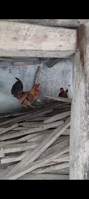 Vănd cocoși de găină sau de iopan