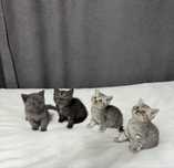 Продам породистых котят