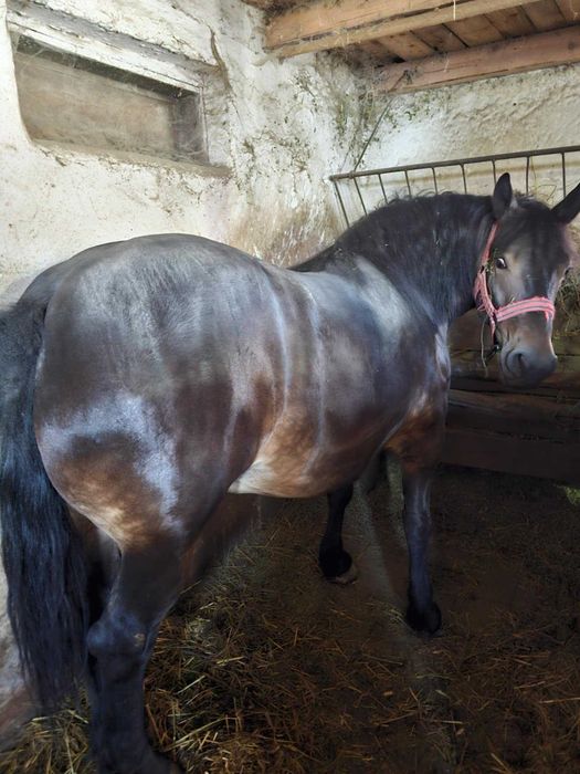 De vânzare două iepe