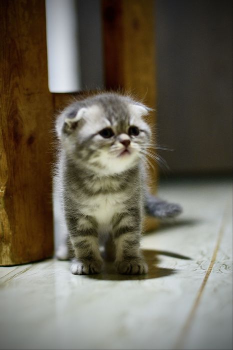 Британские котята