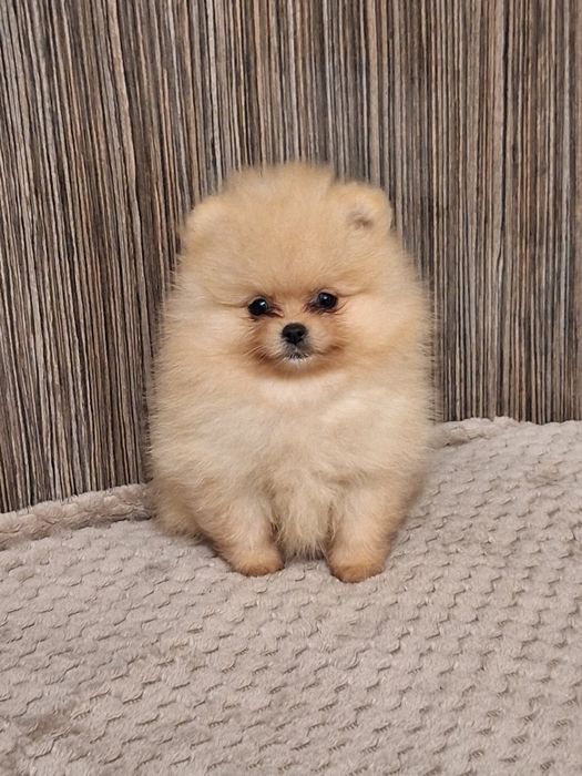 Померан,померанче