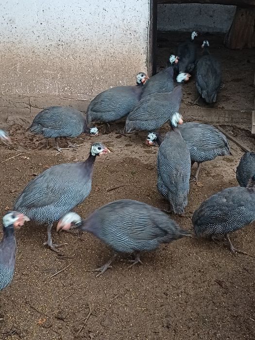 Bibilici de vânzare, preț 100 lei/bucata