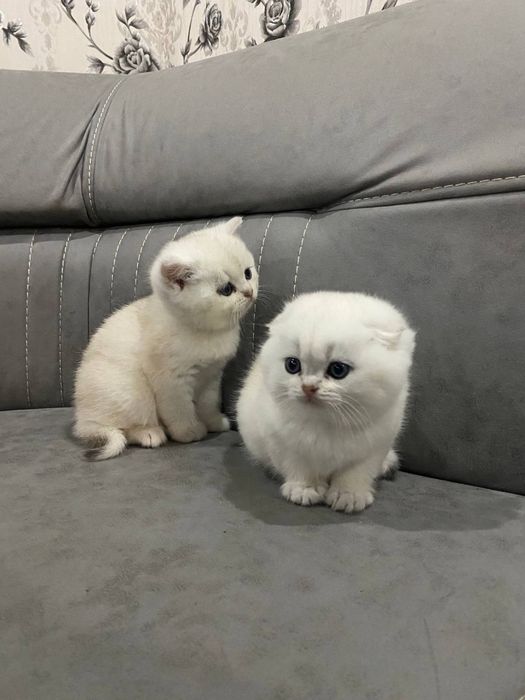 Mushuk bolasi sotiladi bitaniskiy serebristiy shinshila qiz o'g'l bor