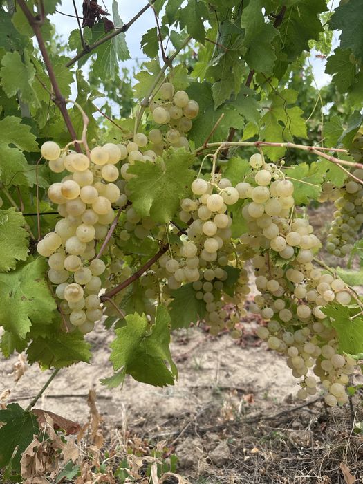 Vand struguri pentru vin