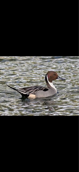 Vând rățuște exotice