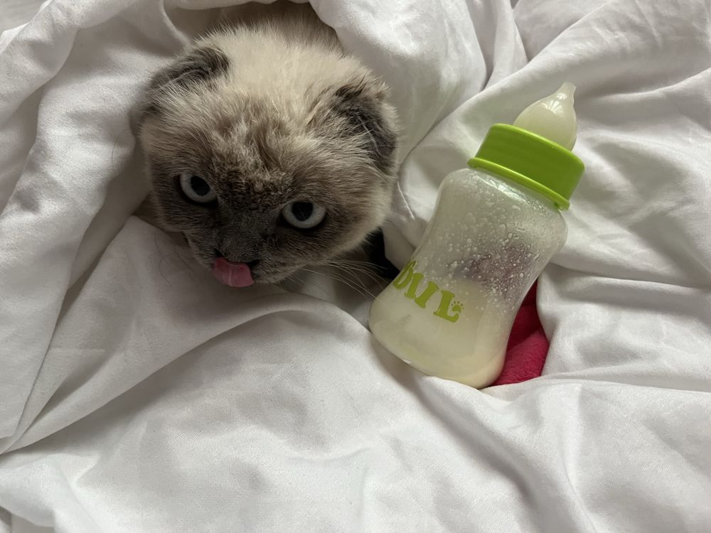 Scottish fold mushu sotiladi