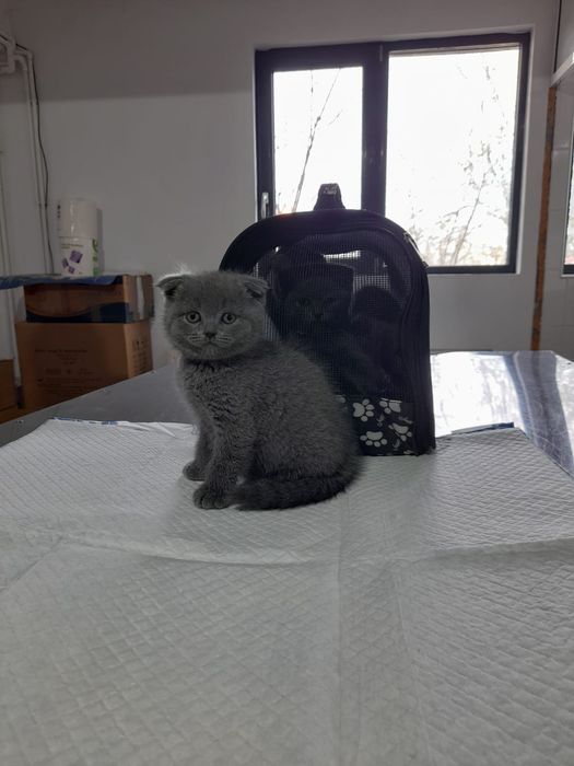 Fetita british shorthair