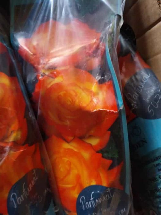 Vând Pomi altoiți anul 2, 3