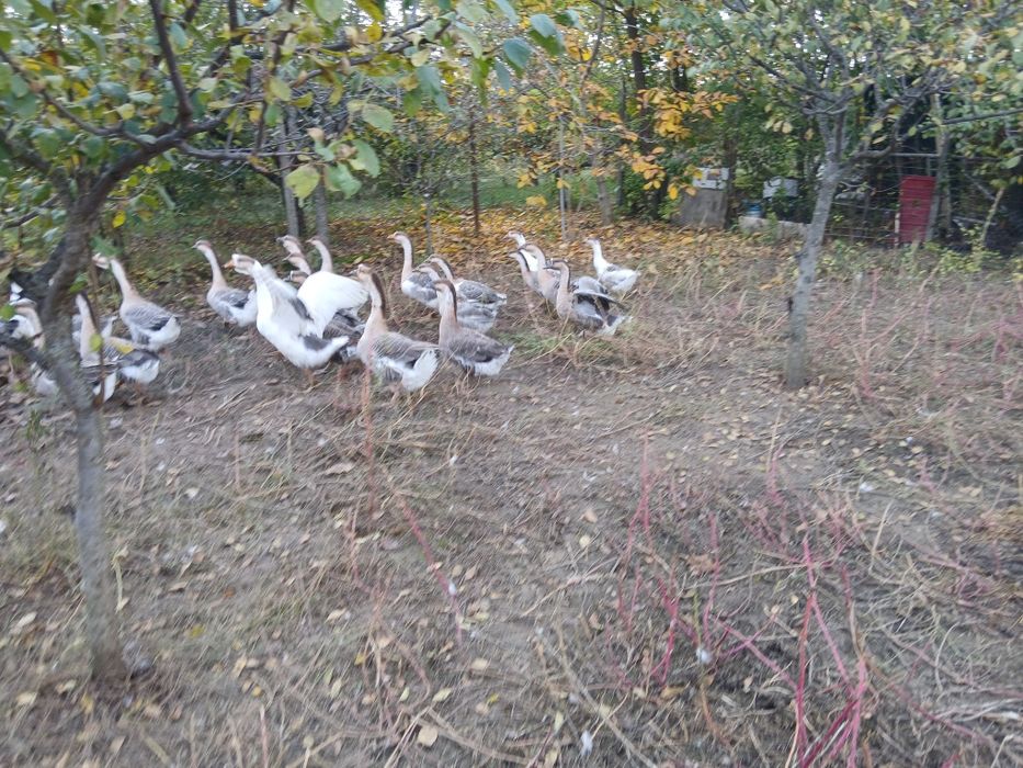 Gaste de anul acesta